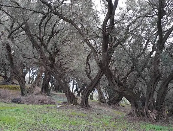 Land In Corfu, Greece