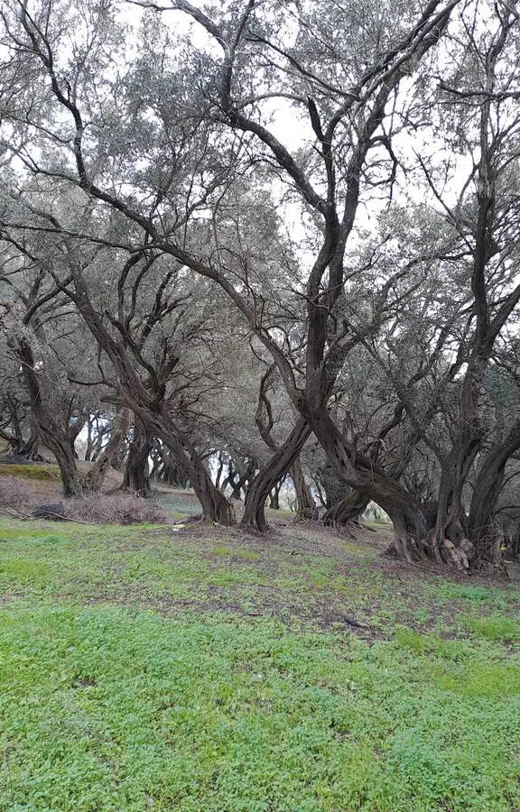 Land In Corfu, Greece