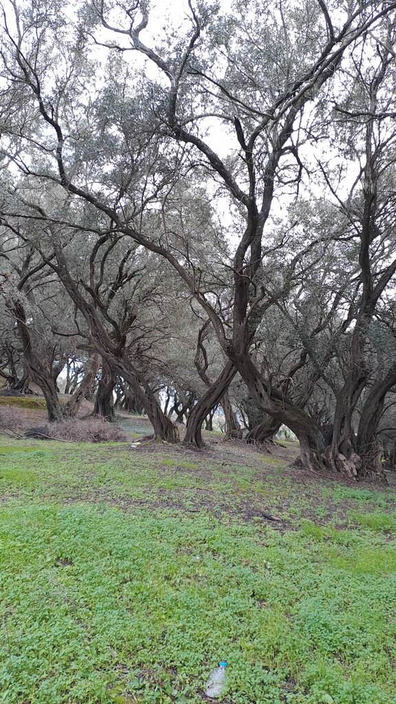 Land Of 95095 M² In Corfu