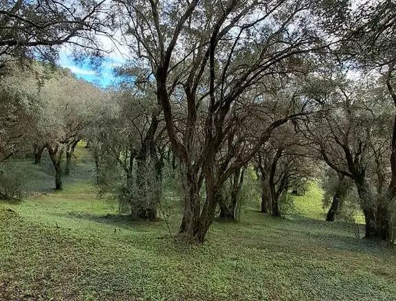 Land In Corfu, Greece