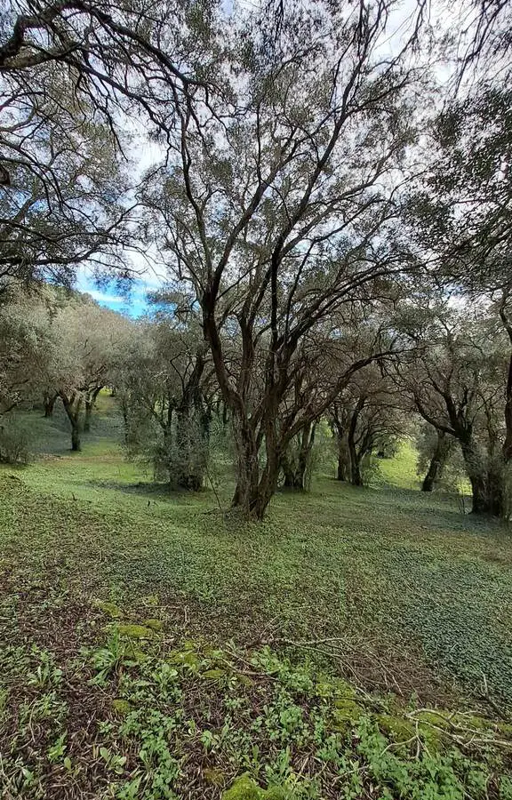 Land In Corfu, Greece