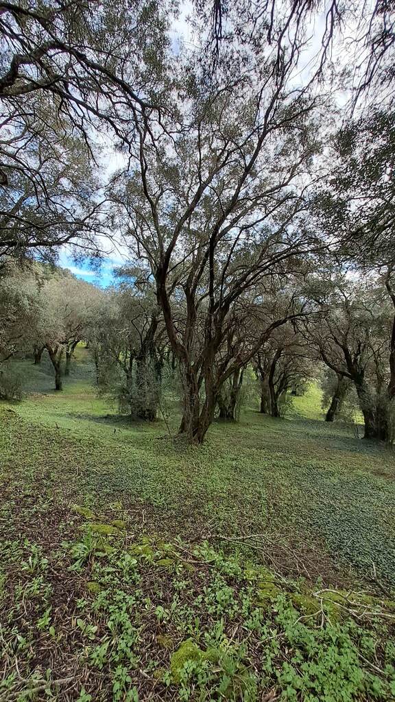 Land Of 95095 M² In Corfu