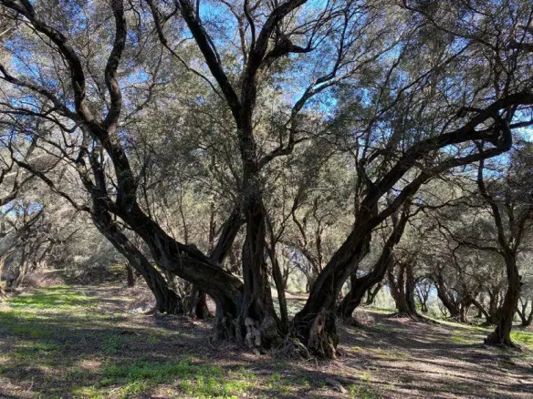 Land In Corfu, Greece