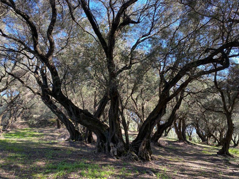 Land Of 95095 M² In Corfu