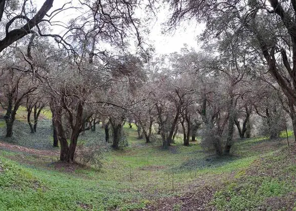 Land In Corfu, Greece