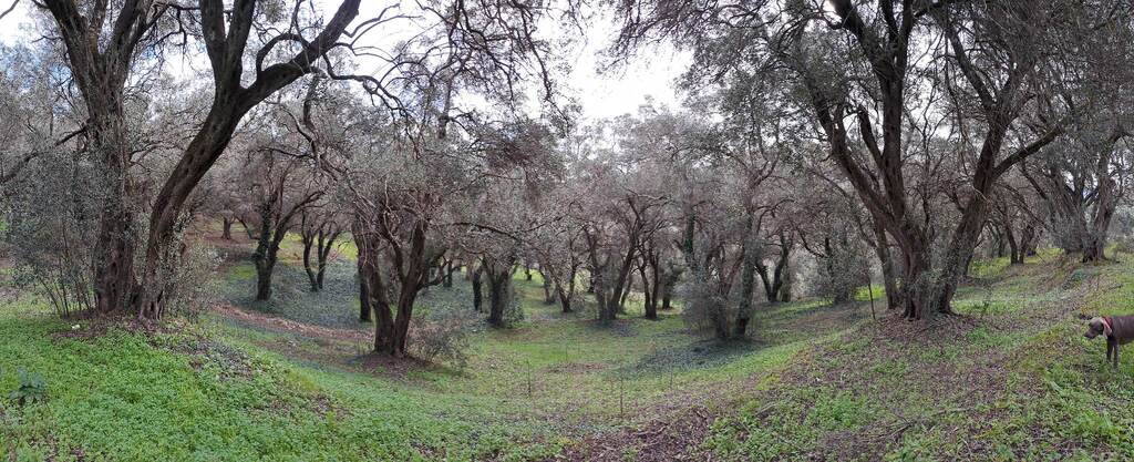 Land Of 95095 M² In Corfu