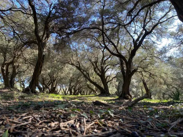 Land In Corfu, Greece
