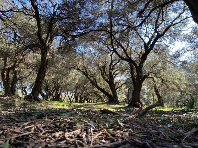 Land Of 95095 M² In Corfu