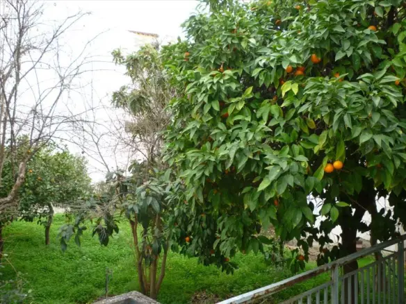 Land In Nea Artaki, Greece