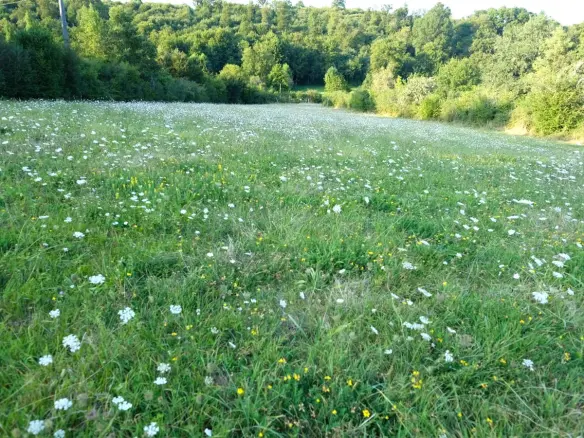 Watermill Of 80000 M² With Stream, Lake, Waterfall, Woodland, Guest House In Charente