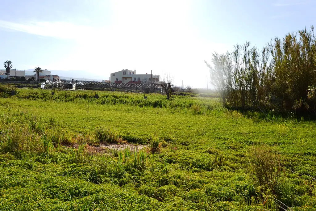 Land In Arkadi, Greece