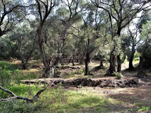 Land In Corfu, Greece