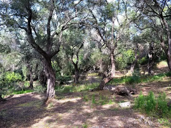 Land In Corfu, Greece