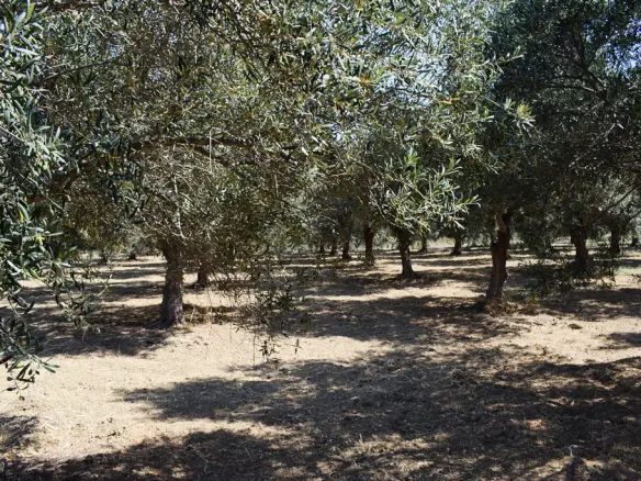 Land In Lappa, Greece