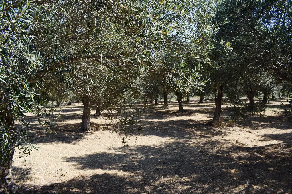 Land In Lappa, Greece