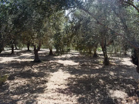 Land In Lappa, Greece