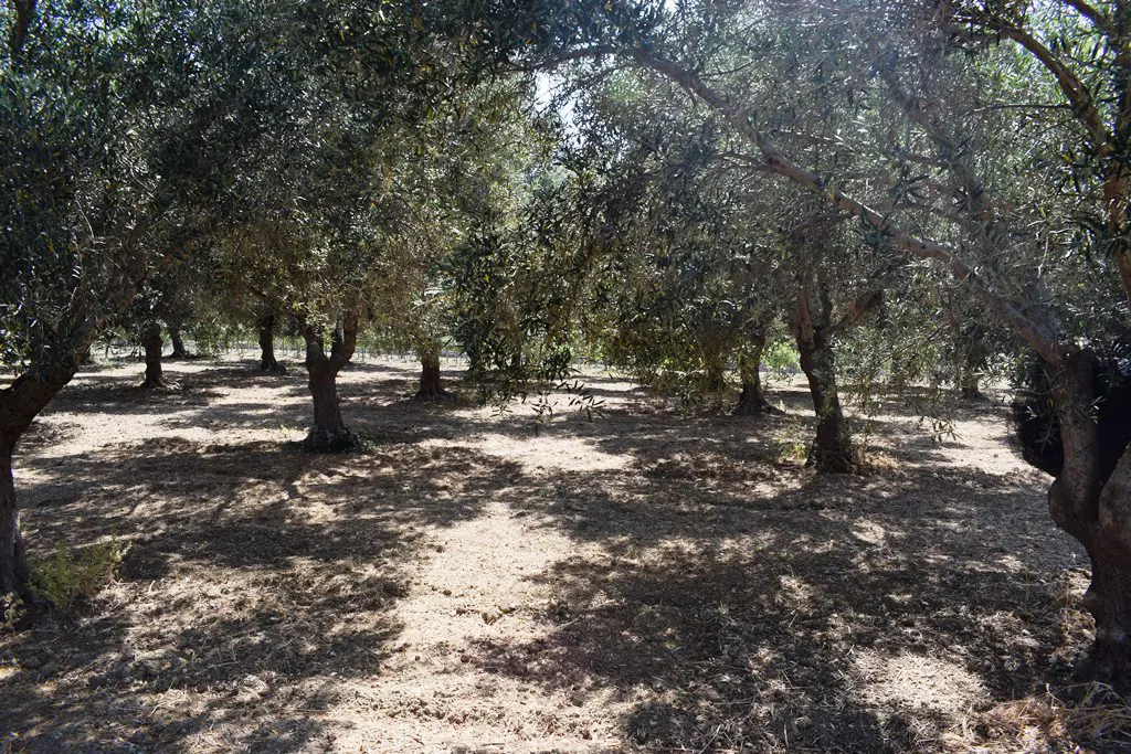 Land In Lappa, Greece