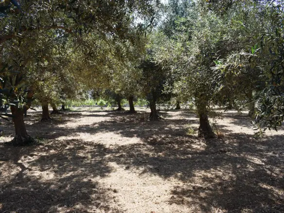 Land In Lappa, Greece