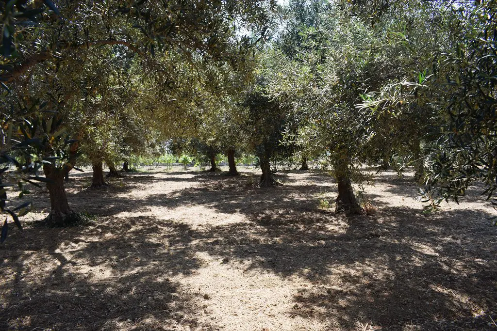 Land In Lappa, Greece