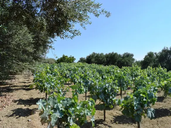 Land In Lappa, Greece
