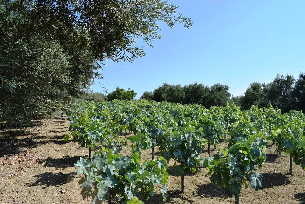 Land In Lappa, Greece