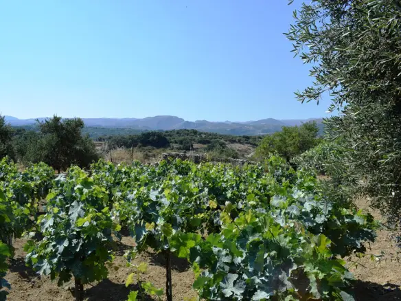 Land In Lappa, Greece