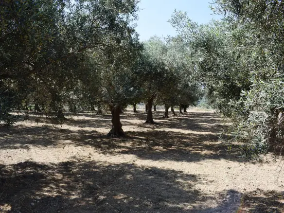 Land In Lappa, Greece