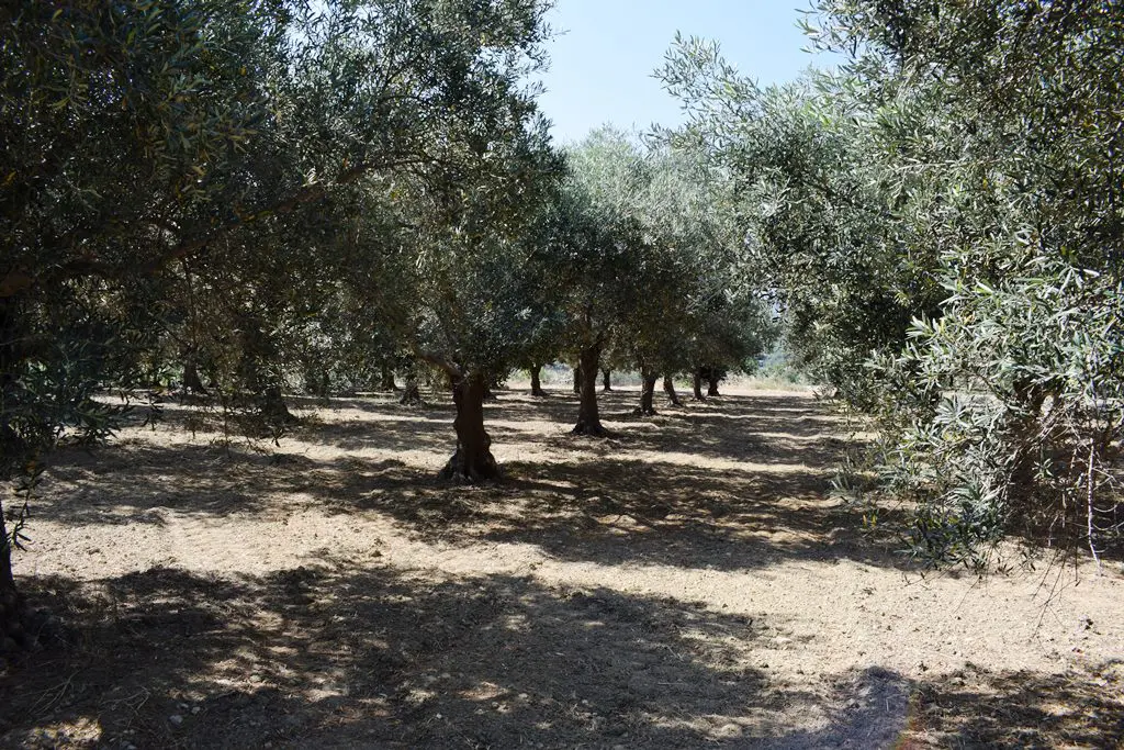 Land In Lappa, Greece