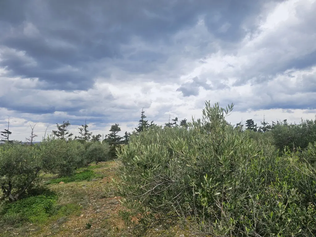 Land Of 8500 M² In Crete