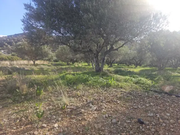 Land In Vrachasi, Greece