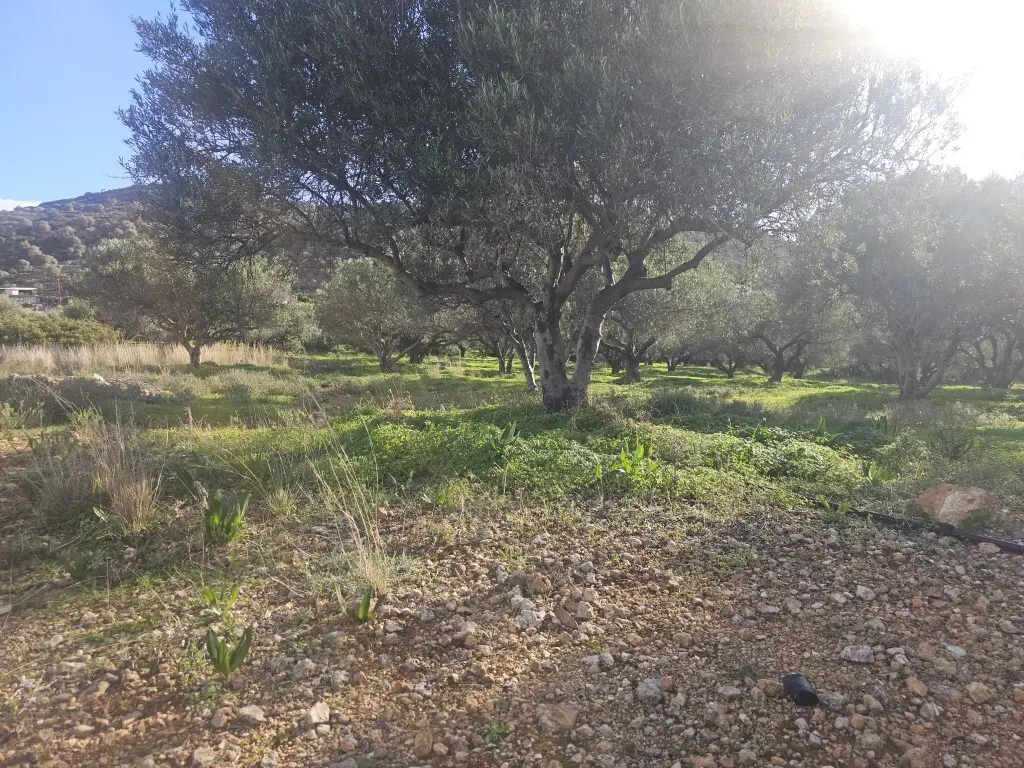 Land In Vrachasi, Greece