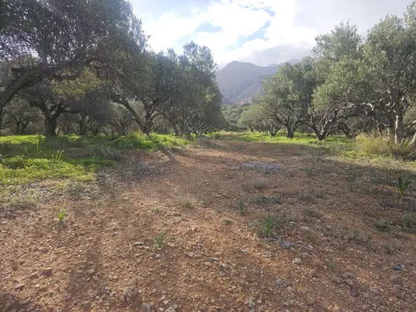 Land In Vrachasi, Greece