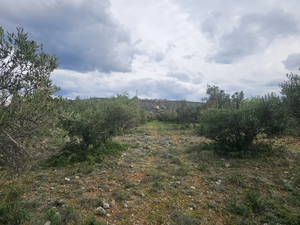 Land Of 8500 M² In Crete