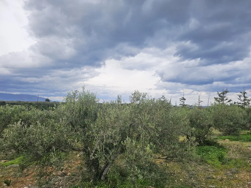 Land Of 8500 M² In Crete