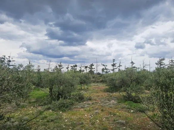 Land In Vrachasi, Greece