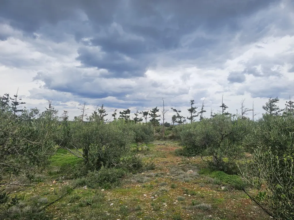 Land Of 8500 M² In Crete