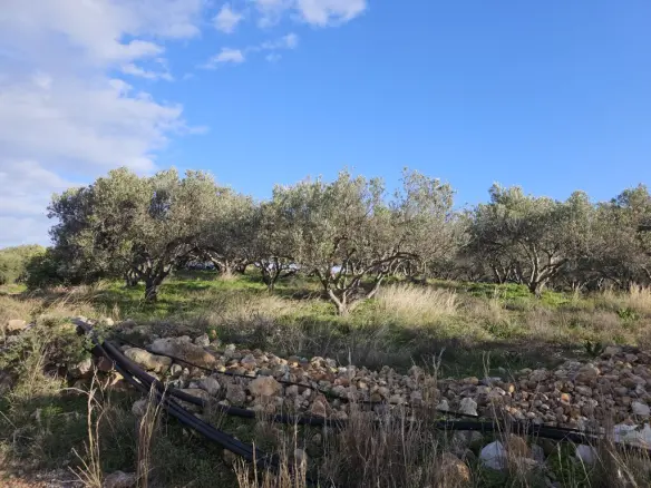 Land Of 6300 M² In Crete