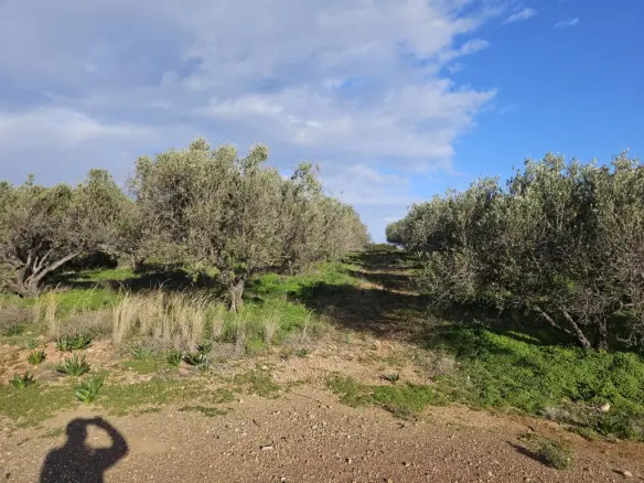 Land In Vrachasi, Greece