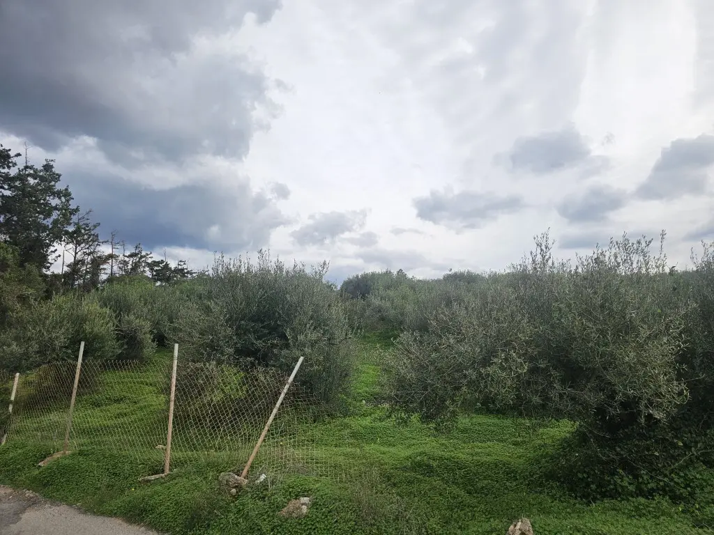 Land Of 8500 M² In Crete