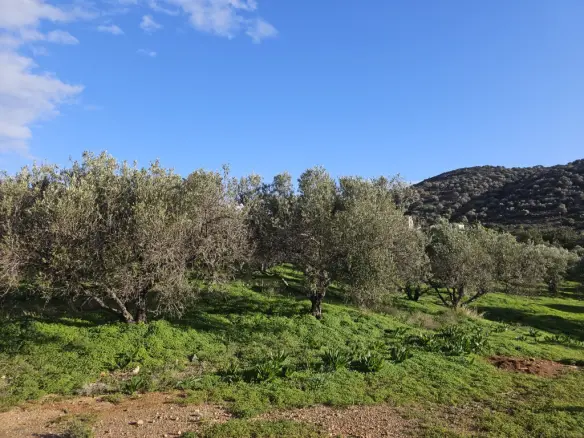 Land In Vrachasi, Greece