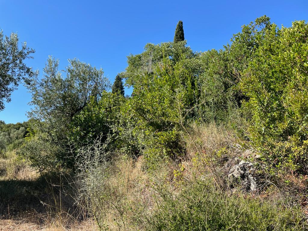 Land Of 2569 M² In Corfu