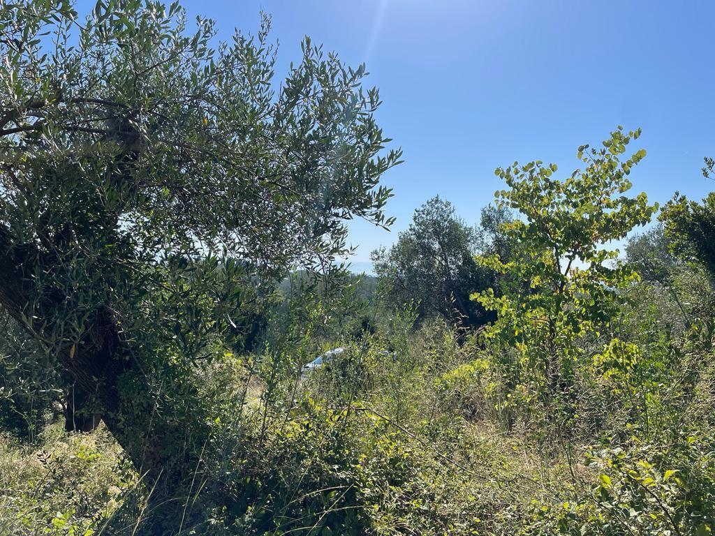 Land Of 2569 M² In Corfu