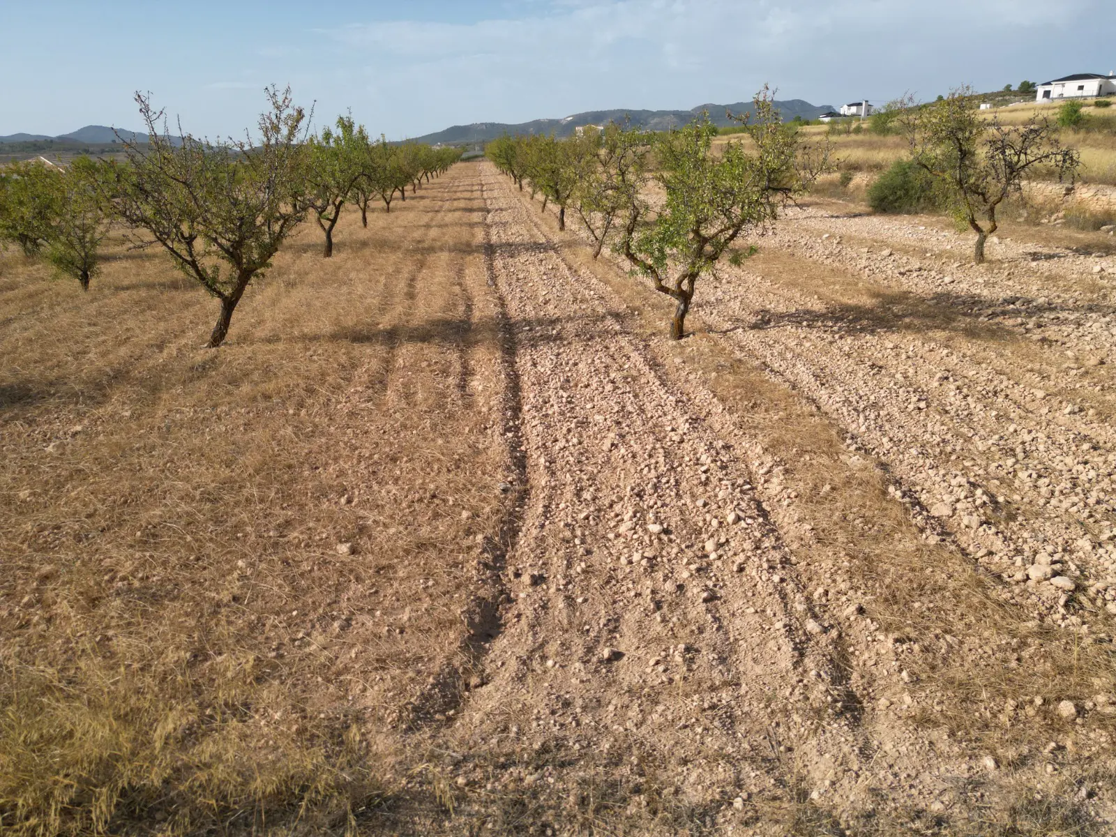 Land Of 0 M² In Pinoso, Spain