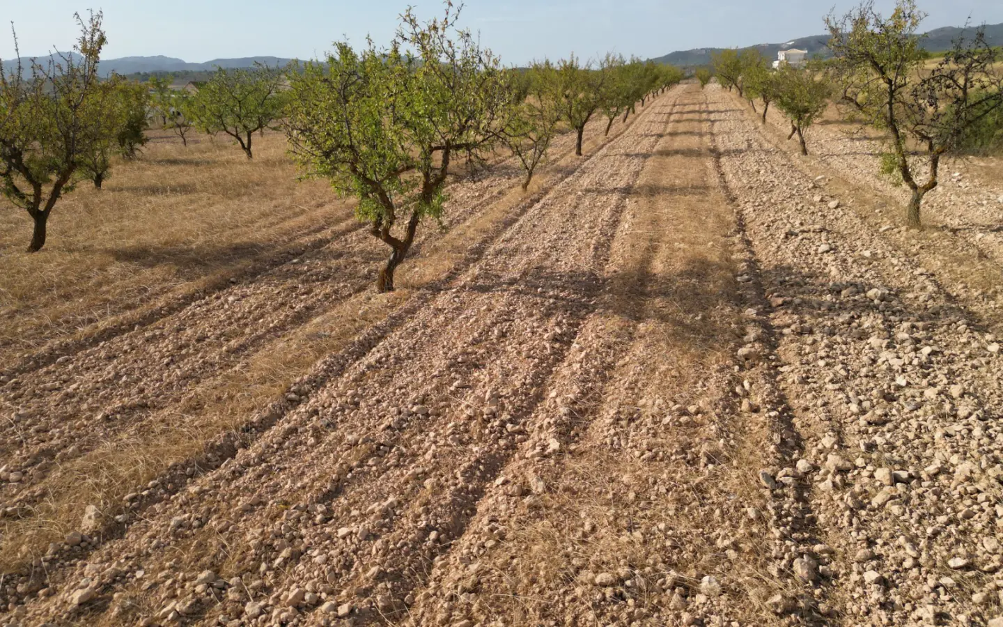 Land Of 0 M² In Pinoso, Spain