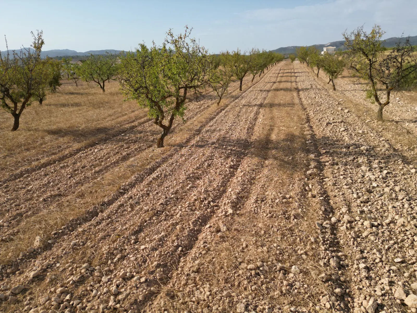 Land Of 0 M² In Pinoso, Spain