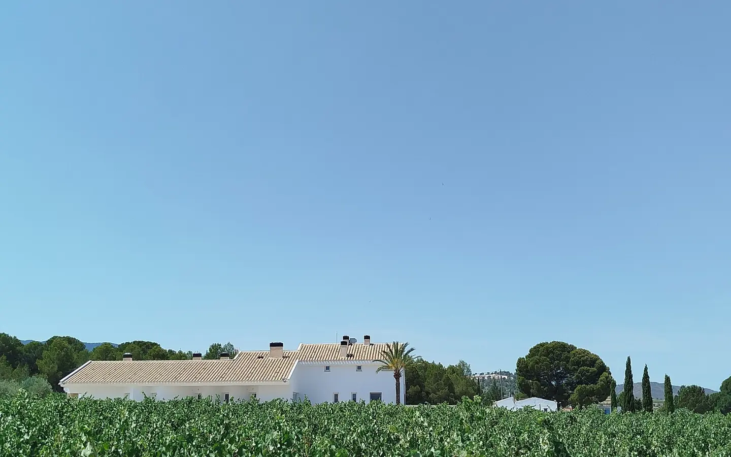 Country House Of 25000 M² In Yecla, Spain