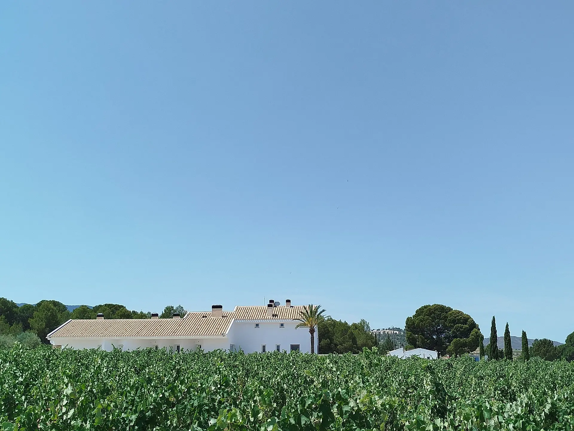 Country House Of 25000 M² In Yecla, Spain