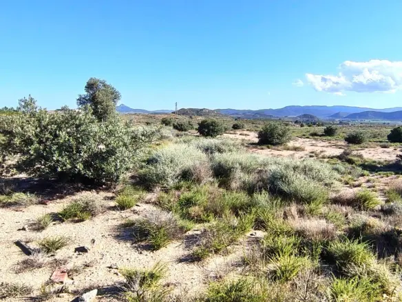 Country Land In Villena, Spain (17.056 M² Plot)