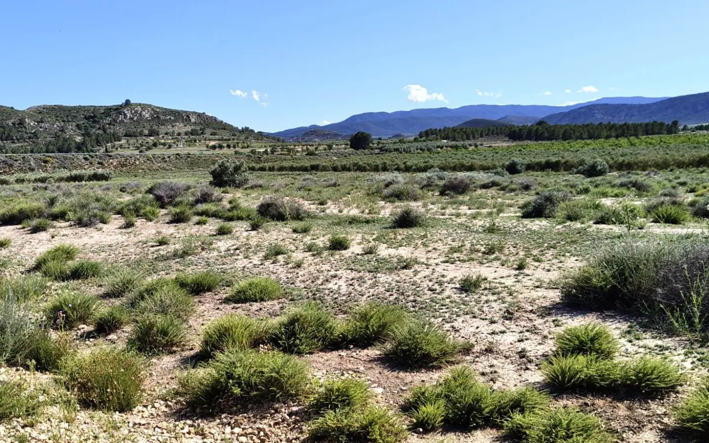 Country Land Of 0 M² In Villena, Spain