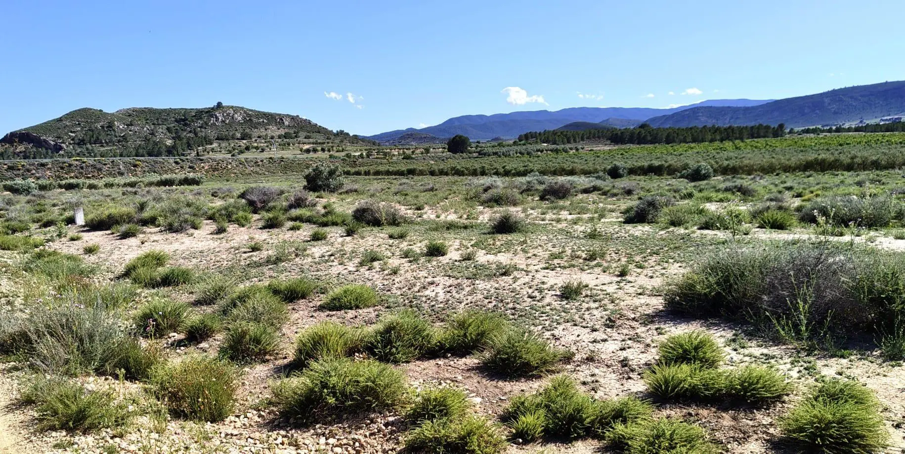 Country Land Of 0 M² In Villena, Spain